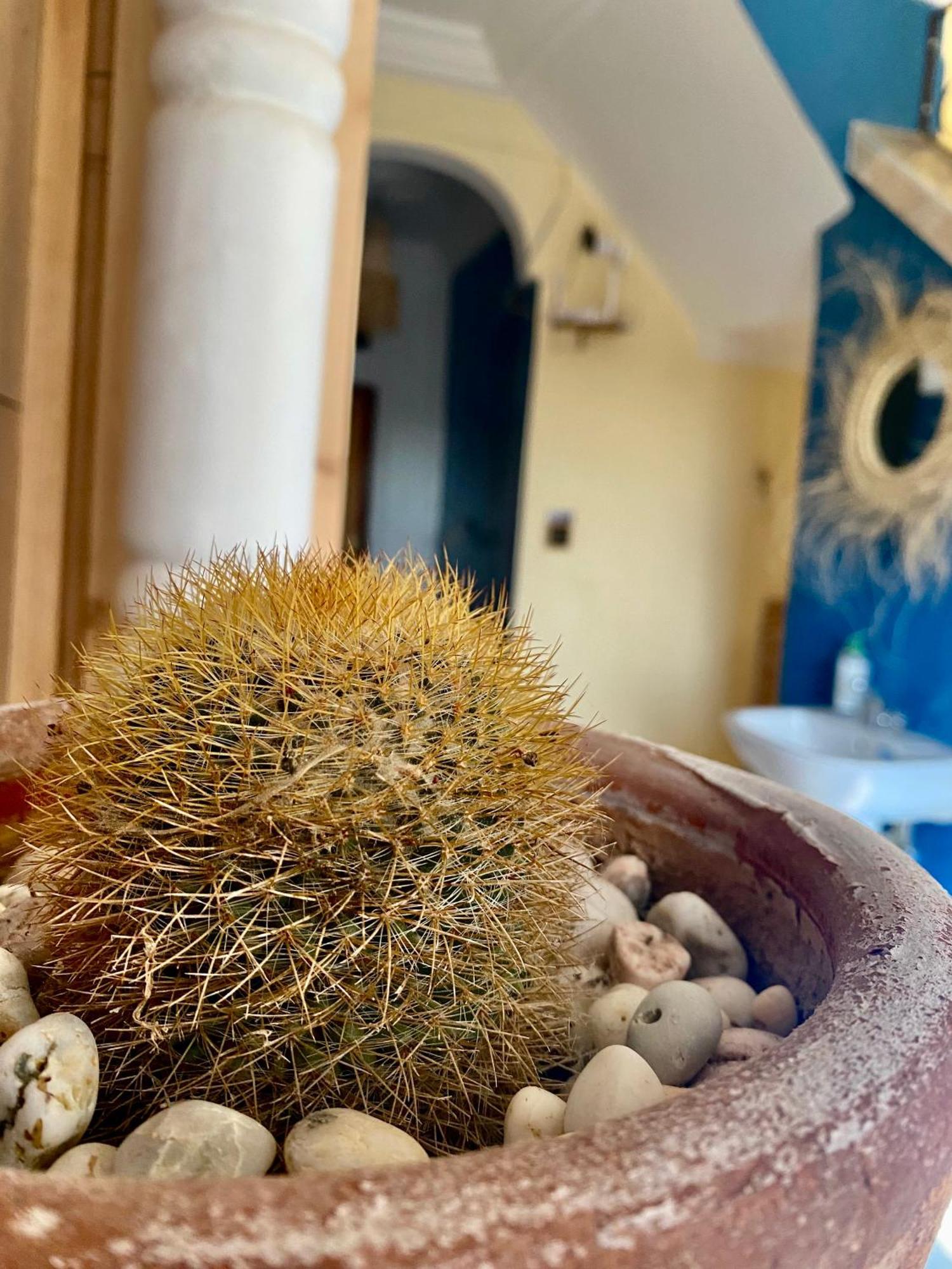 Mamo Surf Morocco Hostel Tamraght Ngoại thất bức ảnh